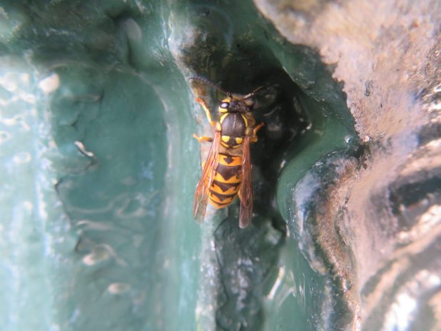 balades naturalistes du 30 septembre et 1er octobre