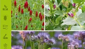 Engrais-verts-au-jardin-